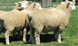 romney perendale sheep nz
