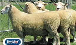 Kelso Romney thumbnail2