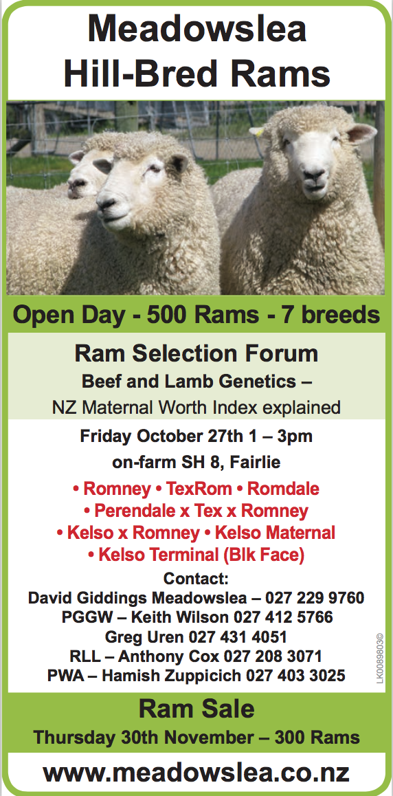 Meadowslea - Ram Sale!! - Meadowslea Angus & Sheep Genetics Fairlie