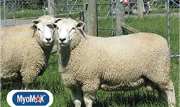 Texel Romney thumbnail2