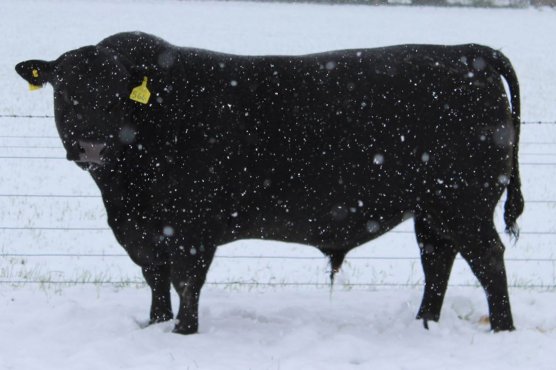 M564 cropped tighter