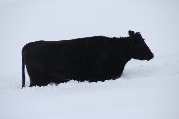 Braemar cow in snow